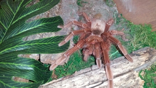 Shout out plus Theraphosa apophysis pink Foot goliath birdeater gets rehoused.