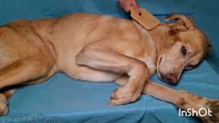 ASMR | Dog Brushing w/Bamboo Brush to Help You Sleep | NO TALKING | #ASMRbyRoxy #dogasmr #brushing