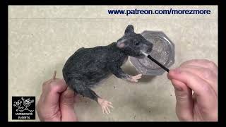 090 Rat Stop Motion Puppet - Defuzzing. Morezmore