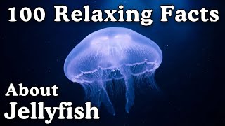 The Most Relaxing Facts About Jellyfish to Fall Asleep To - Dreamy Science