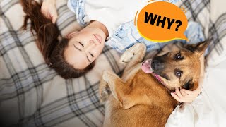 Why Do German Shepherds Prefer To Sleep With Their Owners?