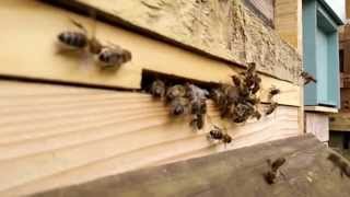 Bees, Cambridge, October 2015