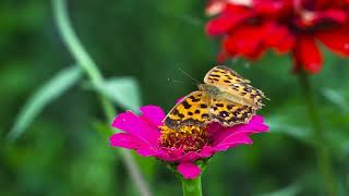 spring music, relaxing music, calm and stress free music, meditation music