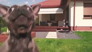 Dog Attacks a Drone