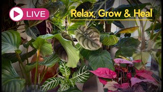 🔴 LIVE 🌱 Powerful Music for Plants and Plant Lovers - Relax, Grow & Heal Together 💚