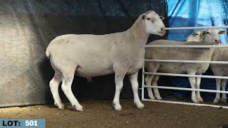 LOT 501 Illoura 2026 White Suffolk Stud Dispersal   Mating Sires