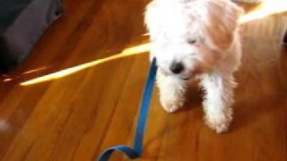 Angel Training 2