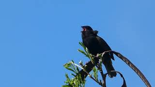 Black-faced Grassquit Singing
