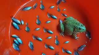 Feeding baby fish to frogs/ Live Warning- Have you ever seen?