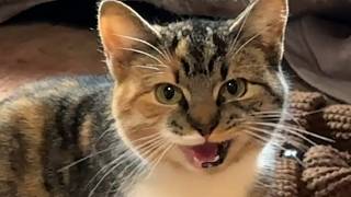 Mystery cat shows up at guy's house and asks for help