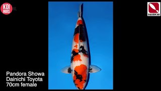 Azukari result: Toyota Dainichi 70cm pandora Showa