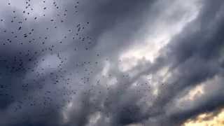 Birds. July 2014