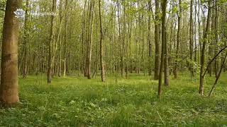 Soothing sounds of the forest and its animals relaxing and helps insomnia