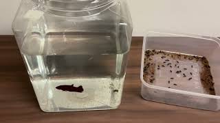 Feeding the Fish