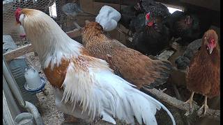 Chicken Coop LIVE STREAM - Rooster Crowing - Hens Clucking Chicken Coop Cam #chickens  #chickencoop