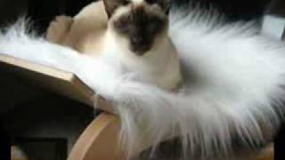 Re: Cat Talking, Translation