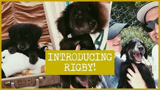 Meet Rigby! Picking him up & the first few days with him | Border collie, golden retriever mix SDIT