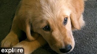 Puppy Playroom at Warrior Canine Connection powered by EXPLORE.org