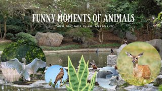 FUNNY MOMENT/FUNNY VIDEO WITH ANIMALS AS GEESE, BIRD, SHEEP, SQUIRRELS, DEER, BEAR, ETC.