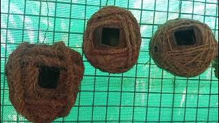 Glimpse from the Ground_11 (Wind For Wings - Save Sparrow Campaign)