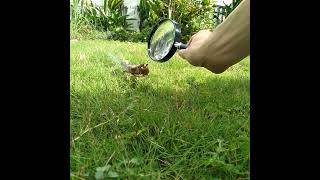 Magnifying Glass Burning Leaves