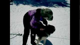 Alpine Run, Dogsled Fun