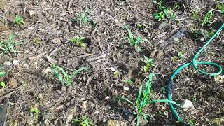 DOMESTIC BACKYARD FARMING LOOKING VERY GOOD