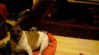 two dogs: staring contest