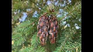 Pseudotsuga menziesii var. menziesii and P. macrocarpa (Douglas-fir and bigcone spruce)