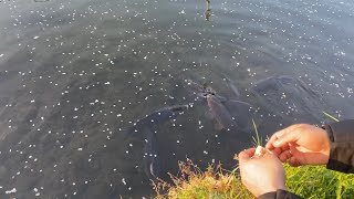 Fish feeding in Park river~ Japan