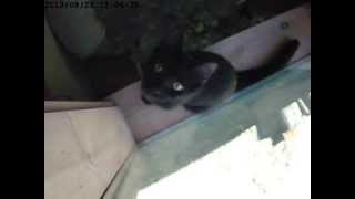 cat cam