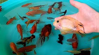 Parrot Fish Ryukin Goldfish Carp Bala Shark Pleco Angelfish Telescope Ranchu Cute Pets Animals Video