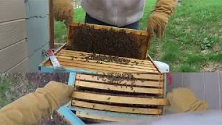 May 4th Hive Inspection