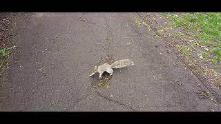 Local SQUIRREL