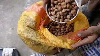 Dry apricot Crashing with machine for apricot oil