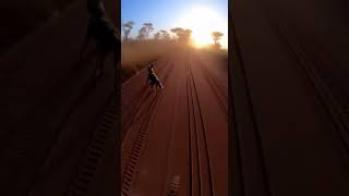 Extreme Animal Encounters in Real Outdoor Environments | Compilation