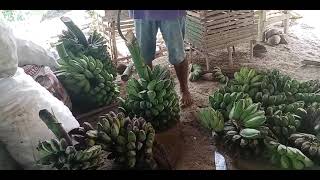 Organic fresh green banana#farm #harvest