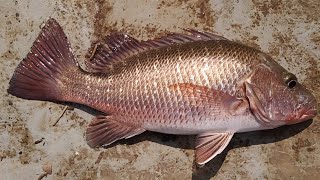 Fishing in Goa MANGROVE SNAPPER🐟🐠🐟