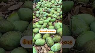 কাঁচা । ফজলি । আম । দিনাজপুর । মেহেদী । ২০২৫