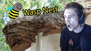 xQc Reacts To Biggest Wasp Nests Ever - With Chat