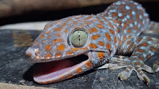 Gecko Food Tokay and Tokek 
