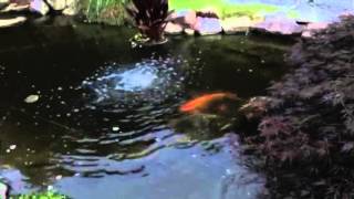 Koi pond
