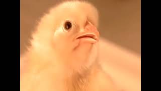 How It's Made - 3x11 - Segment #2 - Hatchery Chicks [WEBRip] (480p)