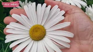 Weekly Garden Walk and Talk | Plums, Nasturtiums & Tower Lillies | UK Mum of 5
