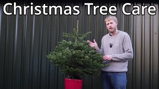 How To Care For Your Christmas Tree