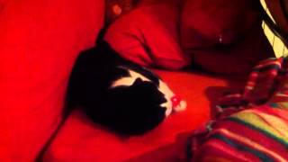 Domingo de juego con el gato Willy