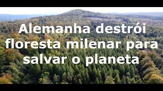 Alemanha destrói floresta milenar para salvar o clima do planeta