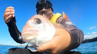 Snapper loves MICRO softbait (NZ Kayak FIshing)