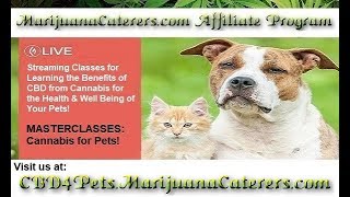 Cannabis CBD For Pets Everything You Need To Know