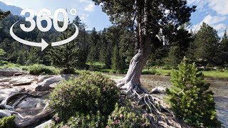 Valerie Joyce - Fever (360° View)